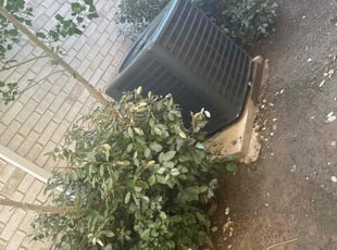 Bush Trimming by Rosa Valencia for Franklin s. in Little Elm, TX