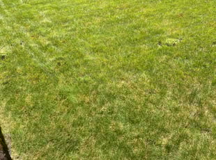 Jennifer T.'s Lawn Maintenance service result