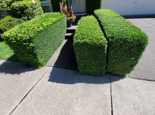 Bush Trimming by Coben Varland for Firoz D. in Sammamish, WA