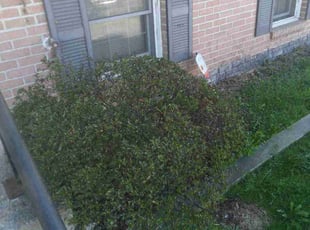 Bush Trimming by Standey Yokedi for Yvette R. in College Park, MD
