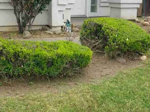 Bush Trimming by Ajai Narayan for Marina M. in Sacramento, CA