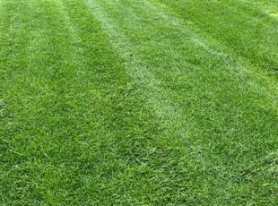 Paul I.'s Lawn Service service result