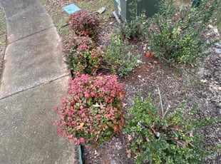 Weeding by Austin Honnick for Kristina J. in Franklin, TN