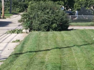 Bush Trimming by De'von Wardlow-Williams for Denise G. in Milwaukee, WI
