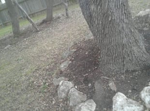 Bush Trimming by Rick Lopez for John g. in San Antonio, TX