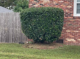Bush Trimming by Bryan Oren for Amanda z. in Chesapeake, VA