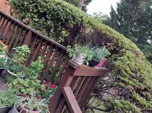 Bush Trimming by Edwin Villagran for Joan T. in Gaithersburg, MD