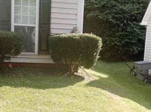 Bush Trimming by Zachary Curlee for Margaret J. in Charlotte, NC