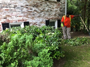 Bush Trimming by James Crawford for Marva M. in Upper Marlboro, MD