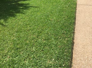 Denise T.'s Lawn Service service result