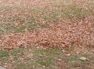 Cleanups by Lance Reynolds for Gerald B. in Kansas City, MO