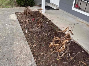 Weeding by Aldo Vega for Grace H. in Baton Rouge, LA