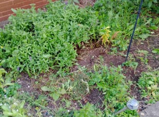 Weeding by Shawn Hochstetler for Breanna E. in Massillon, OH