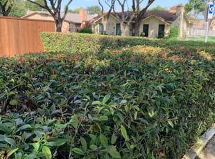 Bush Trimming by Patrick Hensley for Amanda F. in Carrollton, TX