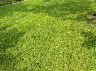 Chloe G.'s Lawn Mowing service result