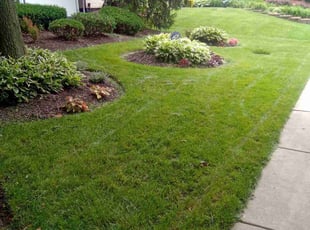 Anthony P.'s Yard Cutting service result