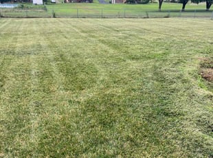 Barbara A.'s Lawn Mowing service result