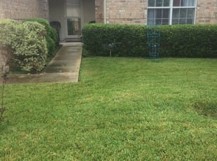 Bush Trimming by Chaes Pate for Brittany K. in San Antonio, TX
