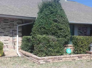 Bush Trimming by Dakota Lally for Robin C. in Edmond, OK