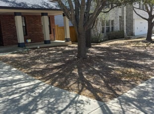 Leaf Removal by Stephen Sifuentes for Emily C. in San Antonio, TX