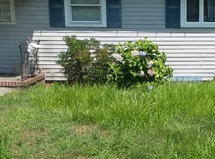 Bush Trimming by Peter Monopoli for Star B. in Milton, MA