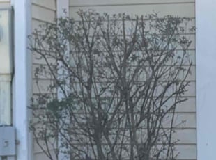 Bush Trimming by Tyler Isaacs for V A. in Bowie, MD