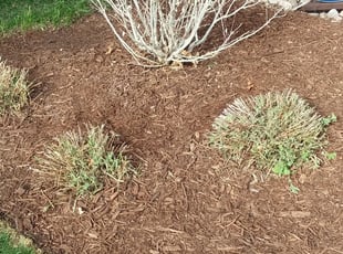 Landscaping by John Bledsoe for Melissa J. in Denver, CO