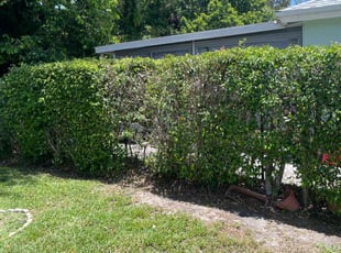 Bush Trimming by Charles Walton for Thomas L. in Boynton Beach, FL