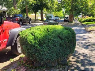 Bush Trimming by DD Lawncare for Lori O. in Spokane, WA