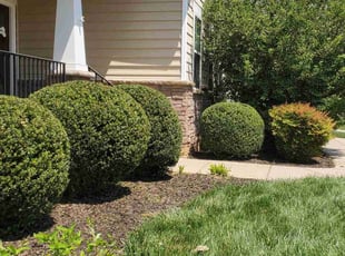 Bush Trimming by Rohan James for Melissa C. in Chester, VA