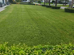 Millie C.'s Lawn Service service result