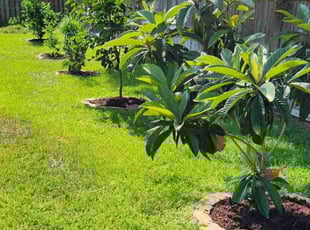 Raul R.'s Lawn Maintenance service result