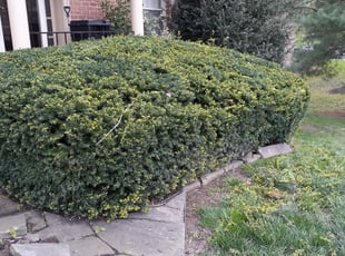 Bush Trimming by Derrick Kane for Justin B. in Sparks Glencoe, MD