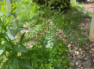 Weeding by Jose Maltos for Kate A. in Cincinnati, OH