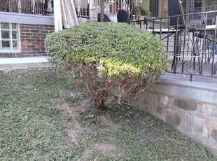Bush Trimming by James Mullins for Monica D. in Philadelphia, PA