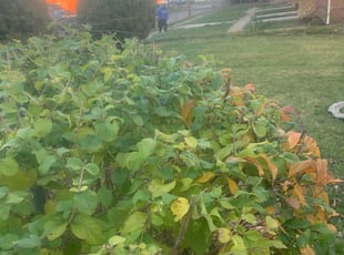 Bush Trimming by Edgar Hernandez for Mrs. Anita H. in Columbus, OH