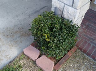 Bush Trimming by Jose Rivas for Maderica B. in Corpus Christi, TX