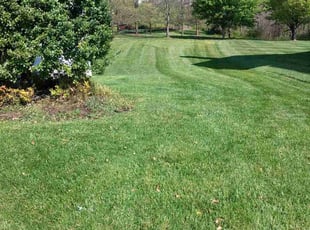Jalpa P.'s Grass Cutting service result