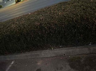 Bush Trimming by Richard Luiza Jr for Denh S. in Everett, WA