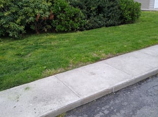 Bush Trimming by Michael Guardino for Renee R. in Bridgeport, CT