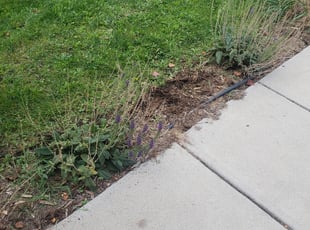 Cleanups by Carlos Mendoza for Victoria F. in Denver, CO