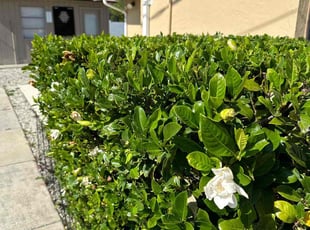 Bush Trimming by Harold Cummings for James S. in Palm Bay, FL