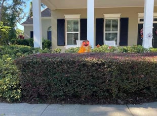 Bush Trimming by Leeandra Terry for Amber W. in Tampa, FL