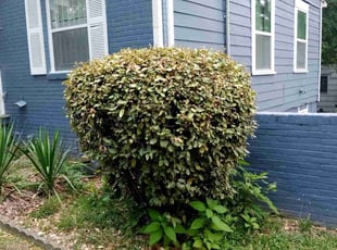 Bush Trimming by Darius Baugh for Brianna B. in Atlanta, GA
