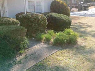 Bush Trimming by Montgomery Roberts for Michellei C. in Roswell, GA