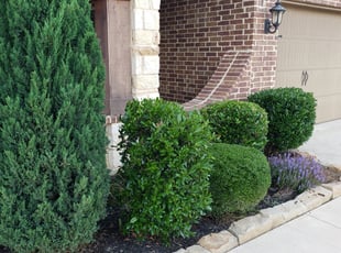 Bush Trimming by Justin M for Melanie P. in Burleson, TX