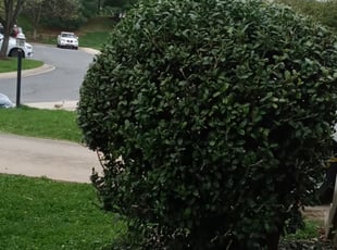 Bush Trimming by Amber Fuentes for Edward O. in North Potomac, MD