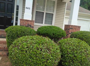 Bush Trimming by Ismael Galvez for Johnny I. in Waxhaw, NC