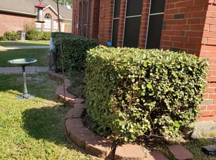 Bush Trimming by Jose Perez for Justin B. in Katy, TX