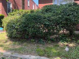 Bush Trimming by Eric Brooks for Denise W. in Philadelphia, PA